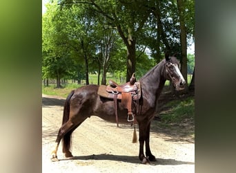 Tennessee Walking Horse, Stute, 13 Jahre, 152 cm, Rappe