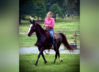 Tennessee Walking Horse, Stute, 13 Jahre, 152 cm, Rappe