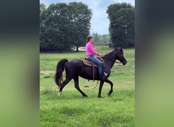 Tennessee Walking Horse, Stute, 13 Jahre, 152 cm, Rappe