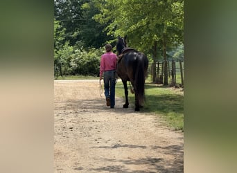 Tennessee Walking Horse, Stute, 13 Jahre, 152 cm, Rappe