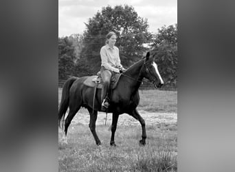 Tennessee Walking Horse, Stute, 13 Jahre, 152 cm, Rappe