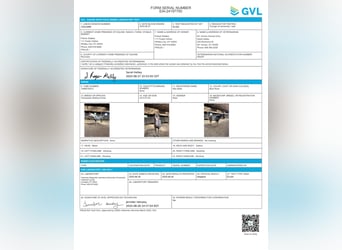 Tennessee Walking Horse, Stute, 13 Jahre, 152 cm, Roan-Blue