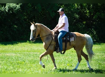 Tennessee Walking Horse, Stute, 13 Jahre, 155 cm, Palomino