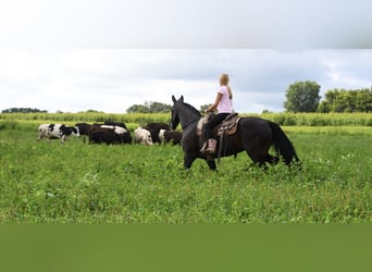 Tennessee Walking Horse, Stute, 13 Jahre, 160 cm, Rappe