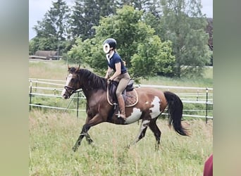 Tennessee Walking Horse, Stute, 14 Jahre, 152 cm, Schecke