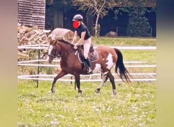 Tennessee Walking Horse Mix, Stute, 15 Jahre, 155 cm, Schecke