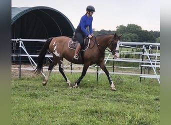 Tennessee Walking Horse Mix, Stute, 15 Jahre, 155 cm, Schecke