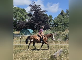 Tennessee Walking Horse Mix, Stute, 15 Jahre, 155 cm, Schecke