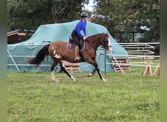 Tennessee Walking Horse Mix, Stute, 15 Jahre, 155 cm, Schecke