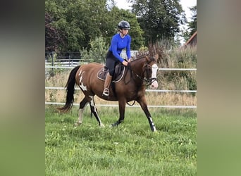 Tennessee Walking Horse Mix, Stute, 15 Jahre, 155 cm, Schecke