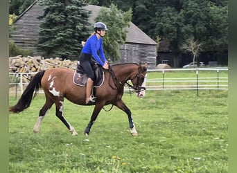 Tennessee Walking Horse Mix, Stute, 15 Jahre, 155 cm, Schecke