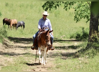 Tennessee Walking Horse, Stute, 15 Jahre, Dunkelfuchs