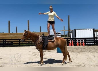 Tennessee Walking Horse, Stute, 16 Jahre, 142 cm, Rotfuchs