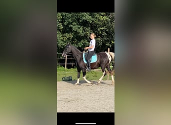 Tennessee Walking Horse, Stute, 18 Jahre, 150 cm, Schecke Tennessee Walking Horse, Stute, 18 Jahre, 150 cm, Schecke
