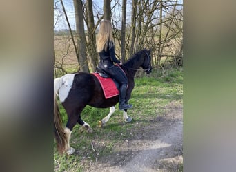 Tennessee Walking Horse, Stute, 18 Jahre, 150 cm, Schecke