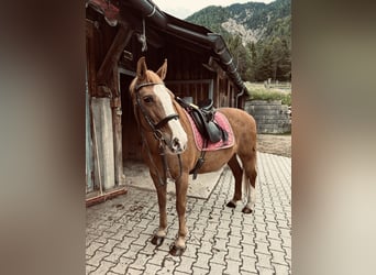 Tennessee Walking Horse Mix, Stute, 19 Jahre, 151 cm, Fuchs