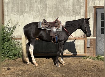 Tennessee Walking Horse, Stute, 19 Jahre, 163 cm, Schecke