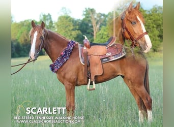 Tennessee Walking Horse, Stute, 3 Jahre, 152 cm, Rotfuchs