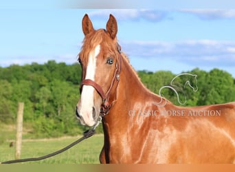 Tennessee Walking Horse, Stute, 3 Jahre, 152 cm, Rotfuchs