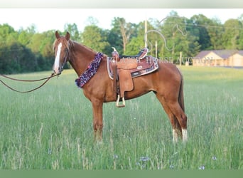Tennessee Walking Horse, Stute, 3 Jahre, 152 cm, Rotfuchs