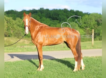 Tennessee Walking Horse, Stute, 3 Jahre, 152 cm, Rotfuchs