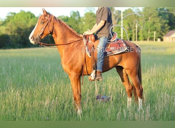 Tennessee Walking Horse, Stute, 3 Jahre, 152 cm, Rotfuchs
