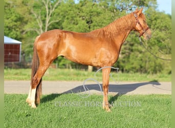 Tennessee Walking Horse, Stute, 3 Jahre, 152 cm, Rotfuchs
