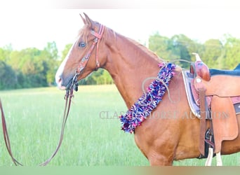 Tennessee Walking Horse, Stute, 3 Jahre, 152 cm, Rotfuchs