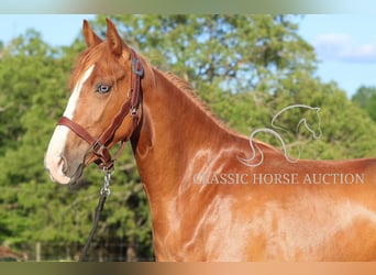 Tennessee Walking Horse, Stute, 3 Jahre, 152 cm, Rotfuchs