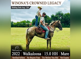 Tennessee Walking Horse Mix, Stute, 4 Jahre, 152 cm, Dunkelfuchs