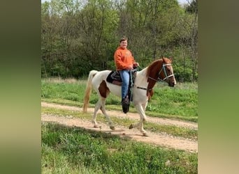 Tennessee Walking Horse, Stute, 4 Jahre, 152 cm, Rotfuchs