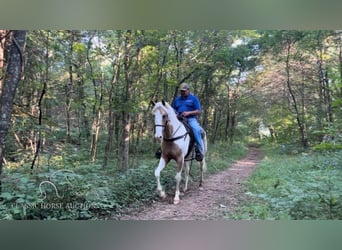 Tennessee Walking Horse, Stute, 5 Jahre, 152 cm, Palomino