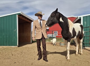 Tennessee Walking Horse, Stute, 5 Jahre, 152 cm, Tobiano-alle-Farben