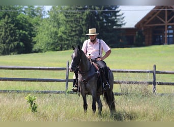 Tennessee Walking Horse, Stute, 5 Jahre, 155 cm, Roan-Blue