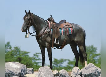 Tennessee Walking Horse, Stute, 5 Jahre, 155 cm, Roan-Blue