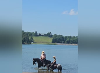 Tennessee Walking Horse, Stute, 5 Jahre, 155 cm, Roan-Blue