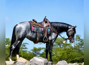 Tennessee Walking Horse, Stute, 5 Jahre, 155 cm, Roan-Blue