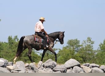 Tennessee Walking Horse, Stute, 5 Jahre, 155 cm, Roan-Blue
