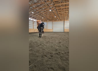 Tennessee Walking Horse, Stute, 5 Jahre, Roan-Blue