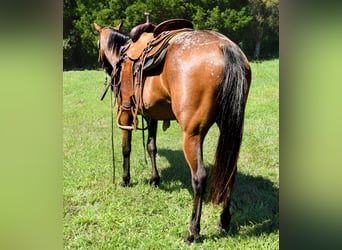 Tennessee Walking Horse, Stute, 6 Jahre, 137 cm, Rotbrauner