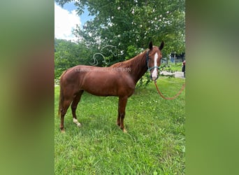 Tennessee Walking Horse, Stute, 6 Jahre, 142 cm, Rotfuchs