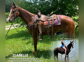 Tennessee Walking Horse, Stute, 6 Jahre, 142 cm, Rotfuchs