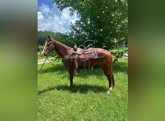 Tennessee Walking Horse, Stute, 6 Jahre, 142 cm, Rotfuchs