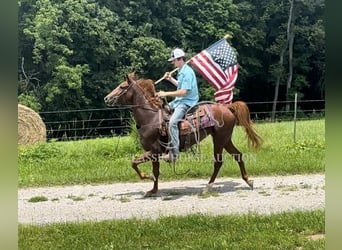 Tennessee Walking Horse, Stute, 6 Jahre, 142 cm, Rotfuchs