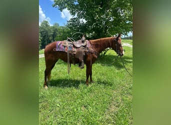 Tennessee Walking Horse, Stute, 6 Jahre, 142 cm, Rotfuchs