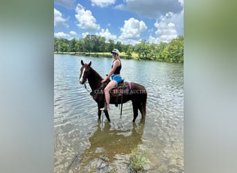 Tennessee Walking Horse, Stute, 6 Jahre, 142 cm, Rotfuchs