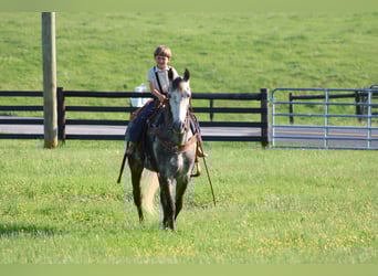 Tennessee Walking Horse, Stute, 7 Jahre, 152 cm, Schimmel