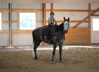 Tennessee Walking Horse, Stute, 7 Jahre, 152 cm, Schimmel