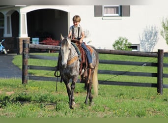 Tennessee Walking Horse, Stute, 7 Jahre, 152 cm, Schimmel