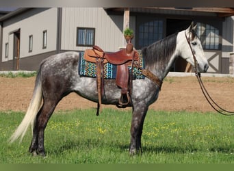 Tennessee Walking Horse, Stute, 7 Jahre, 152 cm, Schimmel